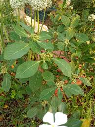 Image result for Euphorbia heterophylla