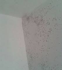 And depending on which variety it is, it could be dangerous. How I Got Rid Of Mold On My Bathroom Ceiling12 Hometalk
