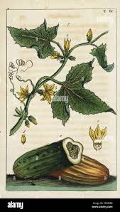 Image result for Cucumis aculeatus