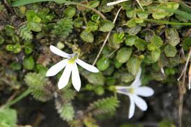 Image result for Lobelia pteropoda