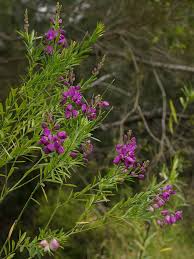 Image result for Polygala virgata