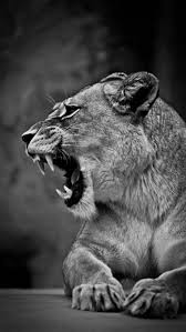 Lion Lioness Grin Bw Predator Big Cat Wallpaper Lion Photography Cat Wallpaper Lion Wallpaper