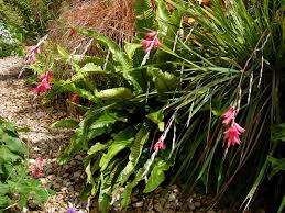 Image result for Dierama formosum