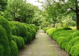 Belgian Garden Designer Jacques Wirtz Famous Cloud Boxwood Hedging Perfection Landscape Design Contemporary Landscape Design Boxwood Garden