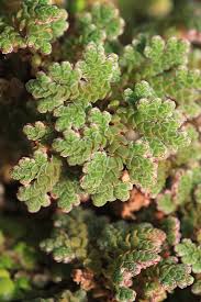 Image result for Azolla filiculoides