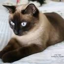 Siamese Cat Breed Information: Behavior, Pictures and Care ...