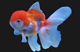 We did not find results for: Lionhead Goldfish All About The Lionhead Goldfish