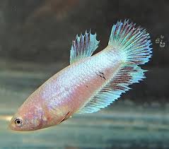 If your white male has koi genes you may get some. Live Fancy White Opal Shimmer Halfmoon Female Betta Fish Brandis Bettas