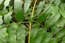 Image result for Histiopteris