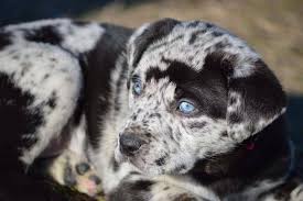 Thinking a catahoula leopard dog mixed with a pitbull terrier could be the perfect combination for your next family pet? Rare Catahoula Leopard X Puppies Newcastle Upon Tyne Tyne And Wear Pets4homes