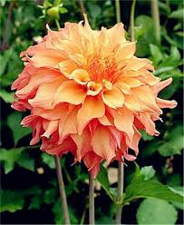 2021 Bag Dahlia Flower Dahlia Seeds Charming Bonsai Flower Seeds Not Dahlia Bulbs High Germination Home Garden Potted Plant From Ymhzpy 1 65 Dhgate Com Dahlia Flower Bonsai Flower Flower Seeds