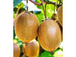 Selbstfruchtende Grossfruchtige Kiwi Solissimo Renact 1 Pflanze Actinidia Deliciosa 1 Kiwi Pflanzen Schwarzaugige Susanne
