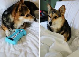 Locally sourced goods, fun and cute apparel. Dog Friendly Seattle Guide Parsnips And Pastries