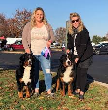 There are 7 females and. Lucchese Bernese Mountain Dogs Pet Breeder Bellevue Ohio Facebook 183 Photos
