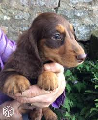 Superbes Bebes Teckels Poil Long Chocolat Et Tan Bebe Teckel Teckel Poil Long Animaux