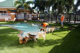 Cesar millan, the renowned author and star of nat geo wild's leader of the pack and the original host of dog whisperer, reveals the secrets of happier millan's dog psychology center in the santa clarita valley stretches over 43 acres and includes a sheepherding area, swimming pool, agility course and. Easyturf Installation At Cesar Millan S Dog Psychology Center L Dogs L Go Green L Puppies L Artificial Grass L Dog Whispere Dog Playground Dog Pool Pet Resort