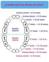 Denticion Del Bebe Que Es Normal Y Que Alteracion Familia Y Salud