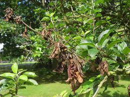 Maybe you would like to learn more about one of these? Is This Blossom Wilt On My Apple Trees Fruit Forum