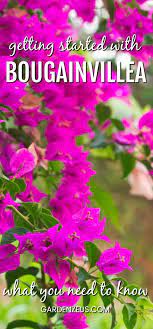 Bougainvillea An Ideal Plant For Hot Mediterranean Areas Bougainvillea Plants Mediterranean Garden