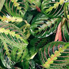 Voir la sélection de fleurs. Libellule Rouge Plante Verte Suspendue Balcon D Interieur Vignes Longues Plantes Vertes Buy Vivent Les Plantes D Interieur Calathea Maranta Leuconeur Decoratif Interieur Jardin D Herbes Aromatiques Product On Alibaba Com