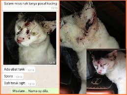 Kucing Sporo Beranak Pinak Ps Herbs Testimoni