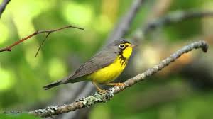 Check spelling or type a new query. 70 Jenis Burung Liar Yang Ada Di Indonesia Kicauan Hias Dan Tarung