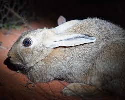 The effects of pest control on indigenous invertebrates can be measured by monitoring. Australia S 10 Worst Invasive Species Study