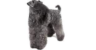 Never obtain a puppy from a pet shop, puppy dealer, a free ad, a market, or from a puppy superstore. Kerry Blue Terrier Breeders Australia Kerry Blue Terrier Info Puppies