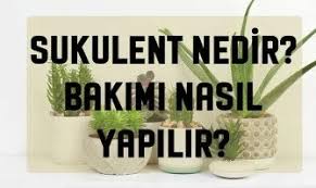 Zaten hemen hepimizin bildiği ve özellikle kışın mutfaklarından eksik etmediği bir bitki ıhlamur. Sukulent Bakimi Nasil Yapilir Sukulent Nedir Rivasol