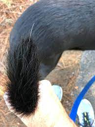 One other time i had a single white hair growing out of my eyelid. My Dog Has A Single White Hair Growing From The Tip Of Her Tail Mildlyinteresting