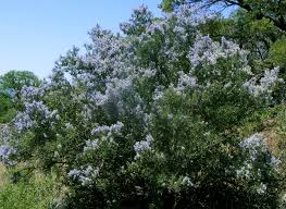 Image result for Ceanothus