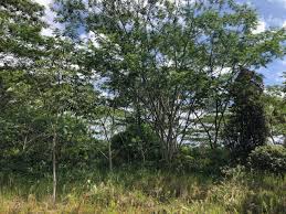 Image result for Albizia forbesii