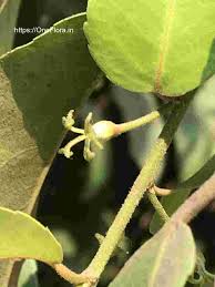 Image result for Putranjivaceae