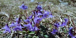 File:Soldanelle des Alpes (Soldanella Alpina) (2).jpg - Wikimedia ...