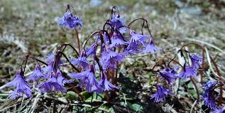 File:Soldanelle des Alpes (Soldanella Alpina) (2).jpg - Wikimedia ...