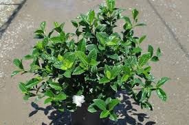Gardenia Jasminoides Veitchii Everblooming Gardenia 5 Gal Container Stock Plants Shrubs Garden