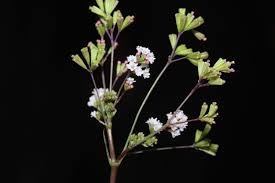 Image result for Boerhavia erecta