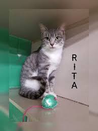 Maybe you would like to learn more about one of these? Pin On Cats Of League City Pets Alive