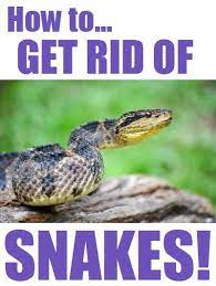 The Very Simple Guide It S All Practical Diy And Inexpensive Solutions To Getting Rid Of Snakes Click Here T Snake Repellant Repellent Repellent Homemade
