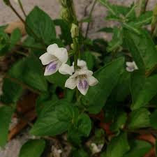 Image result for Asystasia intrusa