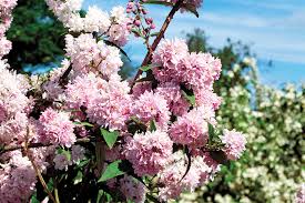 Image result for Deutzia hybrida Pink Pompon
