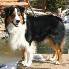 Choosing an australian shepherd breeder requires doing your research. Bonato Aussies Australian Shepherd Breeder Byers Colorado