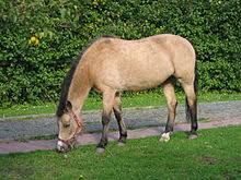 These buckskin horse names are awesome! Buckskin Horse Wikipedia