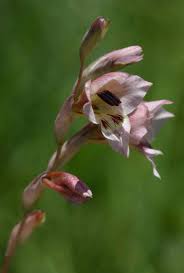 Image result for Gladiolus zimbabweensis
