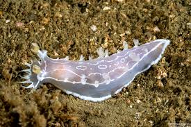 Image result for Tritonia moggii