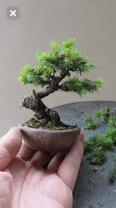 Pin By Droadie On Bonsai Tree Care Mame Bonsai Bonsai Tree Bonsai