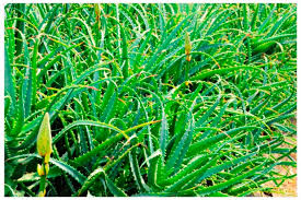 Image result for Aloe haroniensis