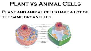 Tutorials on cells, plants, microbes, invertebrates, vertebrates, and animal systems. Where Does Life Come From Ppt Download