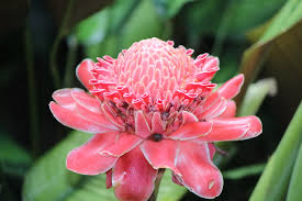 Image result for Laggera elatior