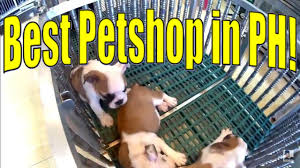 Save up to 50% on big brand pet supplies for cats, dogs and other pets. Cartimar Pet Shop Dog Price List Pet S Gallery